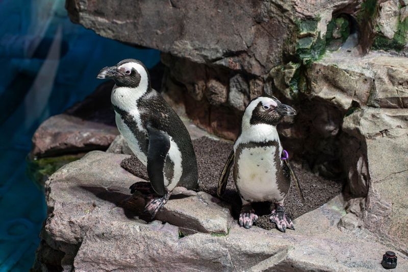 陪他們慢慢變老 美水族館幫年邁企鵝打造「企鵝養老院」