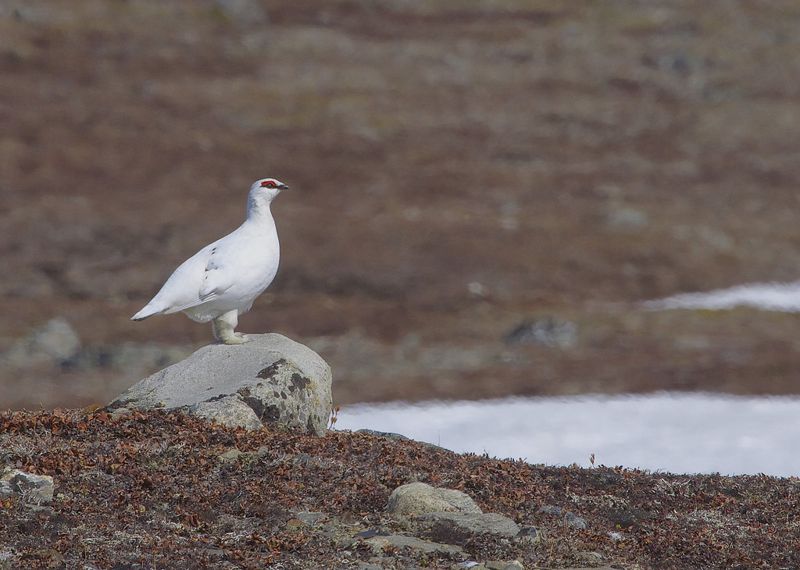 北極野生動物評估報告 氣候危機影響下 馴鹿、水鳥數量狂跌