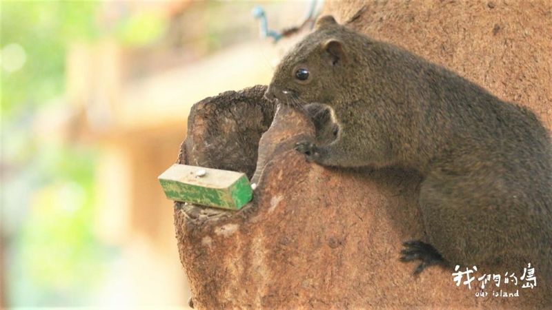 打造生態公園 提供生物棲地 也加強都市「水韌性」
