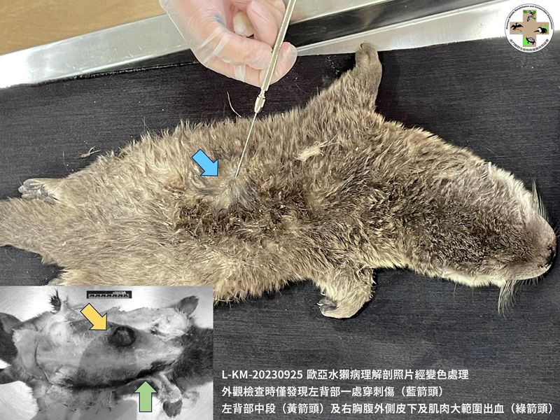金門水獺今年二度遭犬殺 農業部︰縣府可設公告禁餵養浪浪