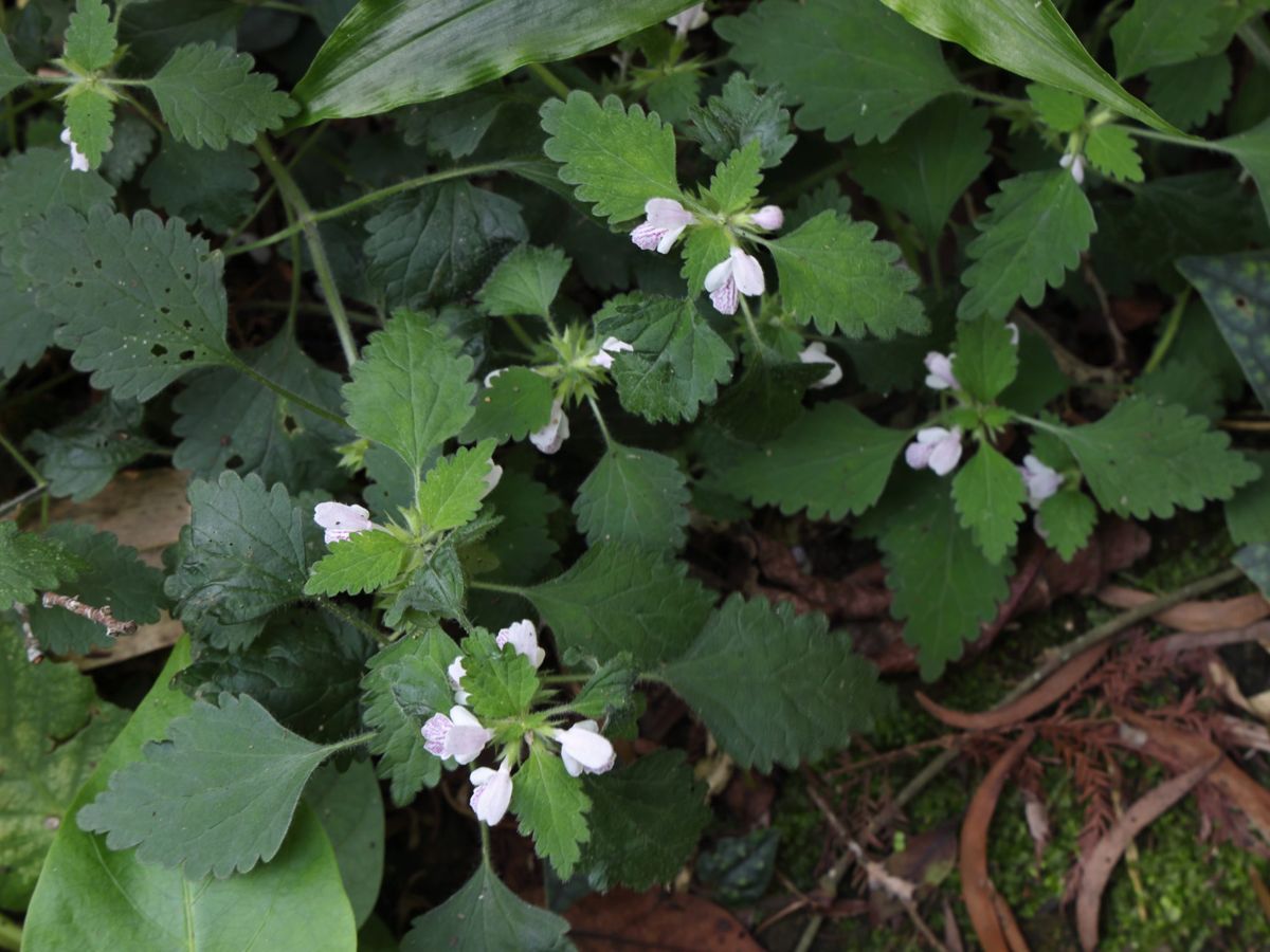 【自然谷之星】淡紫小花配上毛茸茸葉片：塊莖小野芝麻