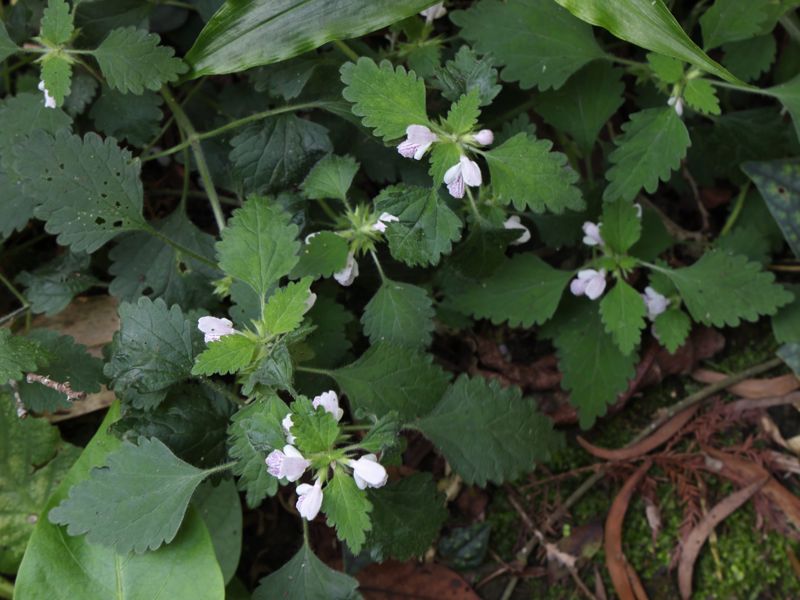 【自然谷之星】淡紫小花配上毛茸茸葉片：塊莖小野芝麻