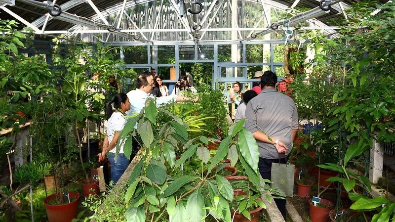桃園石龍尾、新竹油菊 「地名溫室」深藏植物保種努力 驚豔國際專家