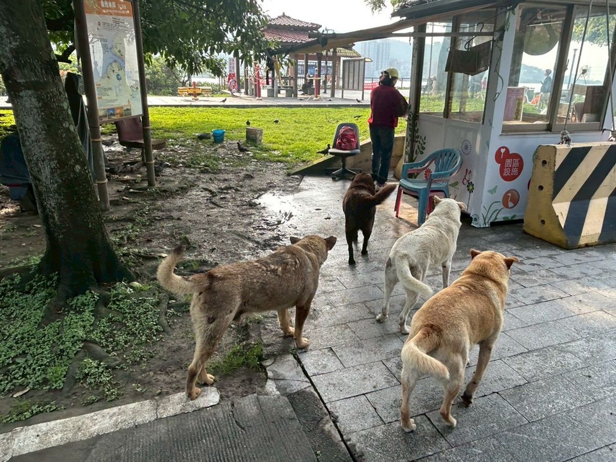 禁餵遊蕩犬貓、餵食者須負飼主責任——為何他們在一片爭議聲中堅持提案?