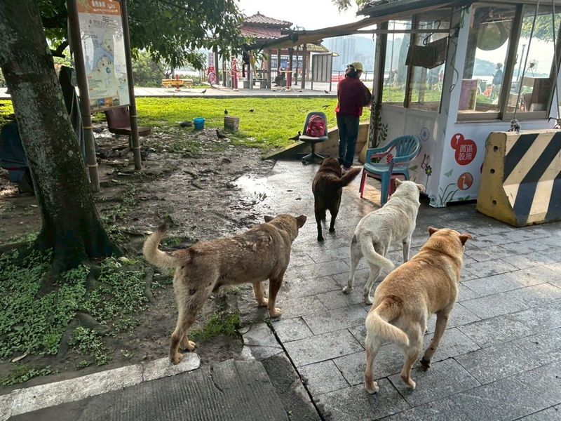 禁餵遊蕩犬貓、餵食者須負飼主責任——為何他們在一片爭議聲中堅持提案？