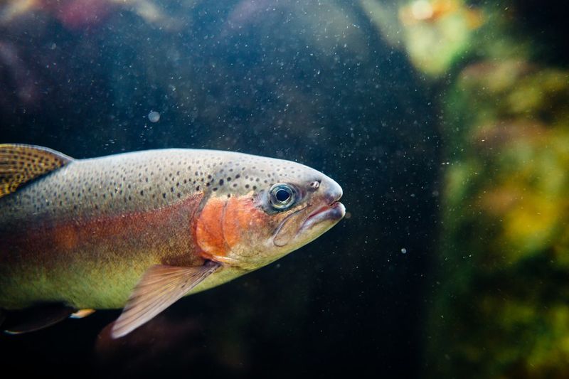 連魚都上癮？ 研究：甲基安非他命若污染河流 將不利魚群健康