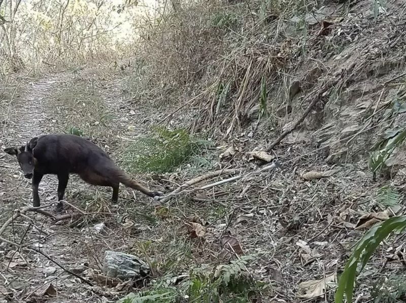 山區誘捕動物陷阱死灰復燃 林管處起出山豬吊救猴羊