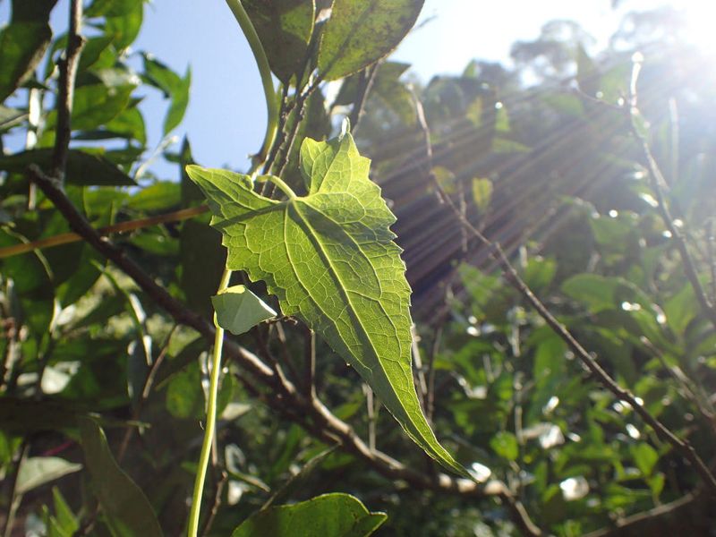 燦爛的白花卻是其他植物的惡夢 小花蔓澤蘭