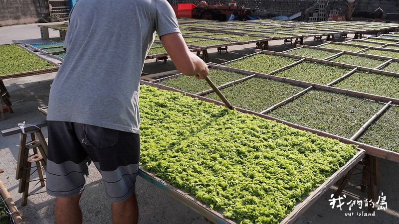 澎湖的季節限定 青海菜的日常滋味
