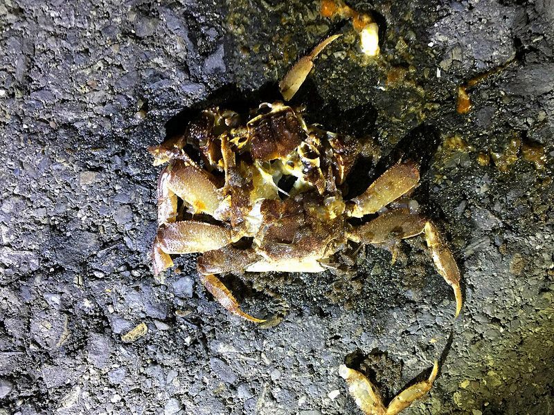 墾丁陸蟹數量大減 環團疾呼架高道路、拒絕再「路殺」