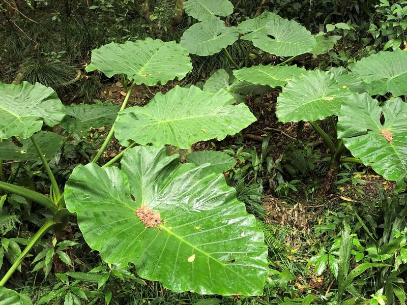 別再錯吃姑婆芋 野外鑑定指南沒告訴你的事:植物分類與保育的關係