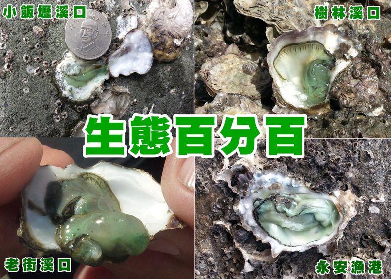 桃園在地聯盟：請桃園環局提出「讓綠牡蠣消失時程表」