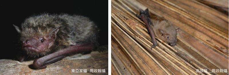 不只是「笨笨的死法」 鳥類、蝙蝠與風機之間的恩怨