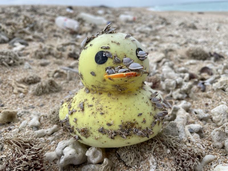 救生筏還是海盜船？ 那些搭塑膠便車環遊世界的小生物
