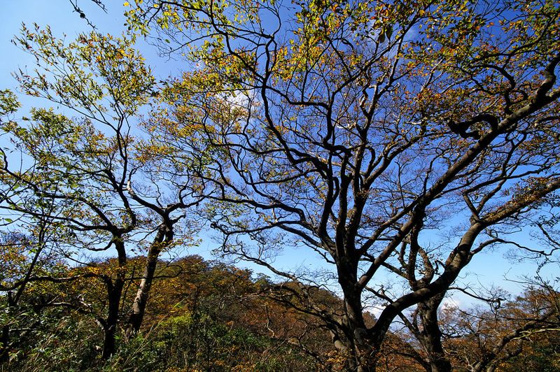 塵封20年太白山信大礦場擬復工 衝擊水青岡棲地環評遭退案