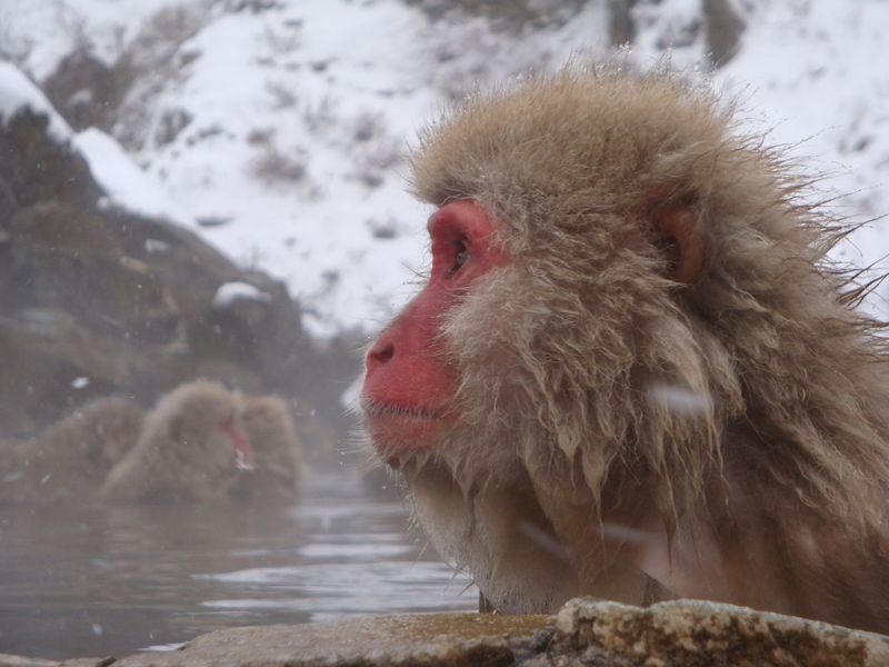 1500種生物有同性性行為 研究：受居住環境嚴苛、兩性體型差異、壽命影響