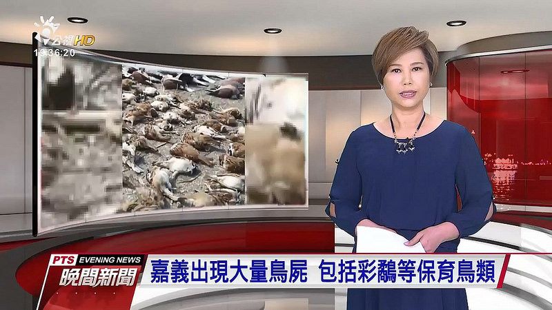 洪孝宇:毒鳥 是農民殘忍?還是以往政策錯誤?
