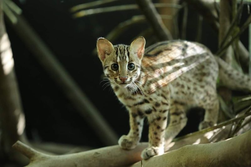 動團質疑台大擬以家貓「代孕」繁殖石虎 台大：不會犧牲任何動物