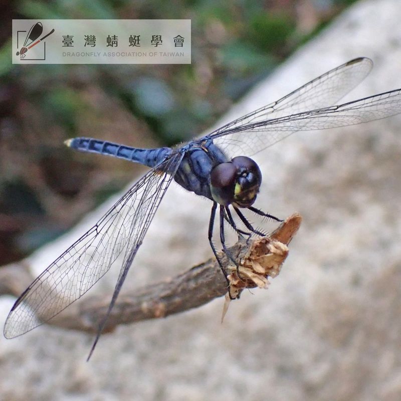 我國新紀錄種「藍印蜻蜓」 金門採集首隻標本