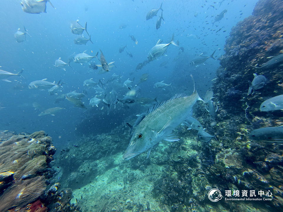素林群島國家公園瑞察硫岩（Richelieu Rock）生態豐富，魚群種類多、體型又大。攝影：黃小莫