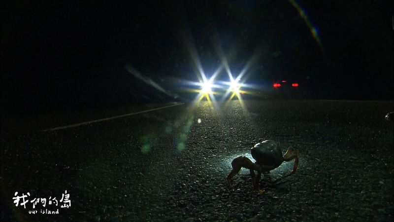 陸蟹的彼岸 造一條牠們專用道路