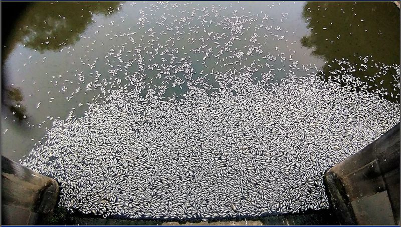 台中筏子溪斷流 大量魚群缺氧暴斃 中水局：屬天然現象