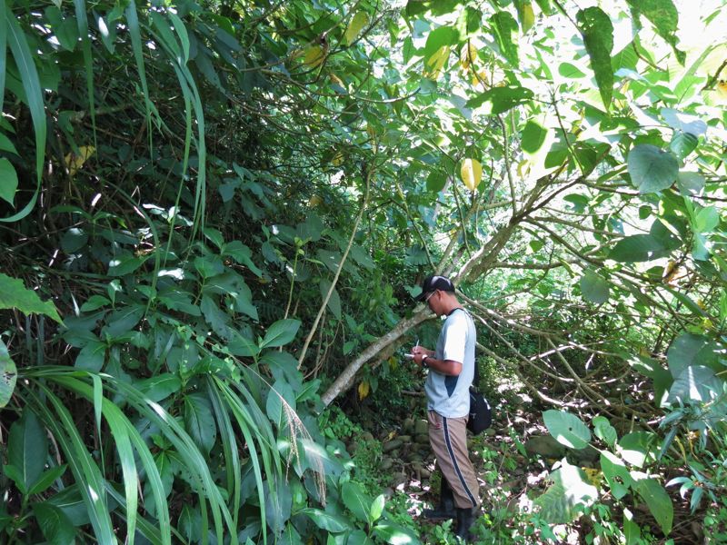 路邊小草有話要說：開啟感官「閱讀空氣」，聽見植物訴說的身世