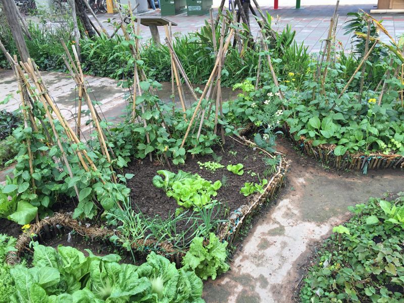 城市農圃邁向2.0 不只種菜 更談永續