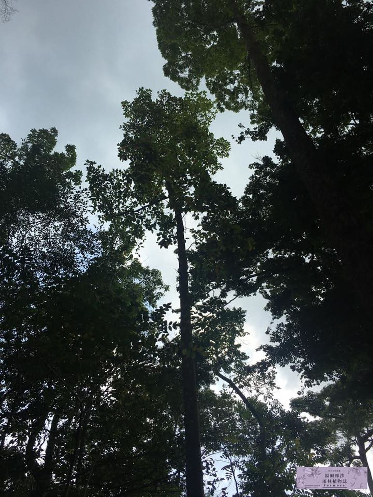 胖胖樹 王瑞閔／經濟發展跟雨林保護能否達成平衡？