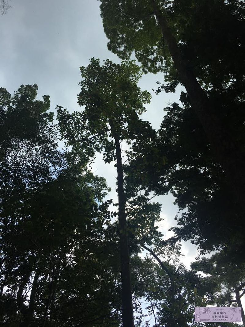 胖胖樹 王瑞閔／經濟發展跟雨林保護能否達成平衡？