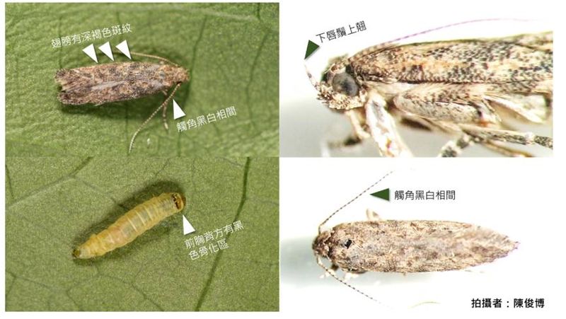 番茄潛旋蛾現蹤 雲林納指定防治區域