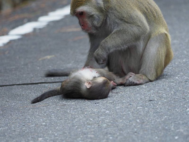 塔塔加路殺悲歌 獼猴橫死公路10天兩起 玉管處加強宣導