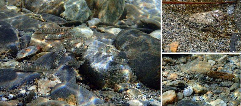 溪流也有「角落生物」 隱藏在淡水中的海魚托兒所