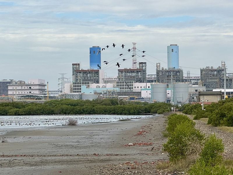 首座火力電廠環教場所啟用 台電：興達電廠永安濕地黑面琵鷺10年成長4倍