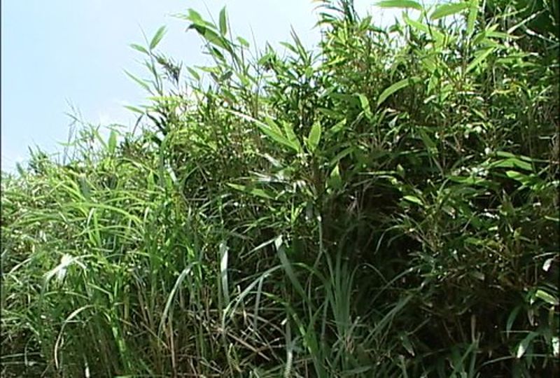 從陽明山鴨池的花粉分析看氣候變遷（下）