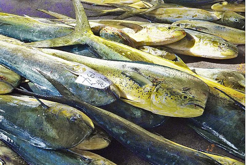 徐承堉／台灣鬼頭刀被美國Fish Choice 列為「應避免食用」魚種？不公平但如何面對？