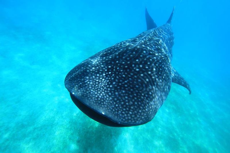 海洋保育類動物名單修訂 新增鯨鯊、2種鬼蝠魟