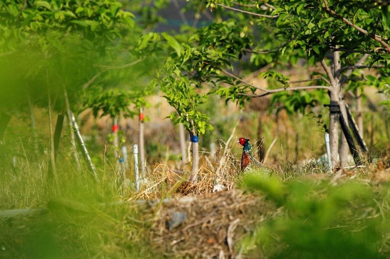 失落的曠野雞啼 「草原明珠」環頸雉