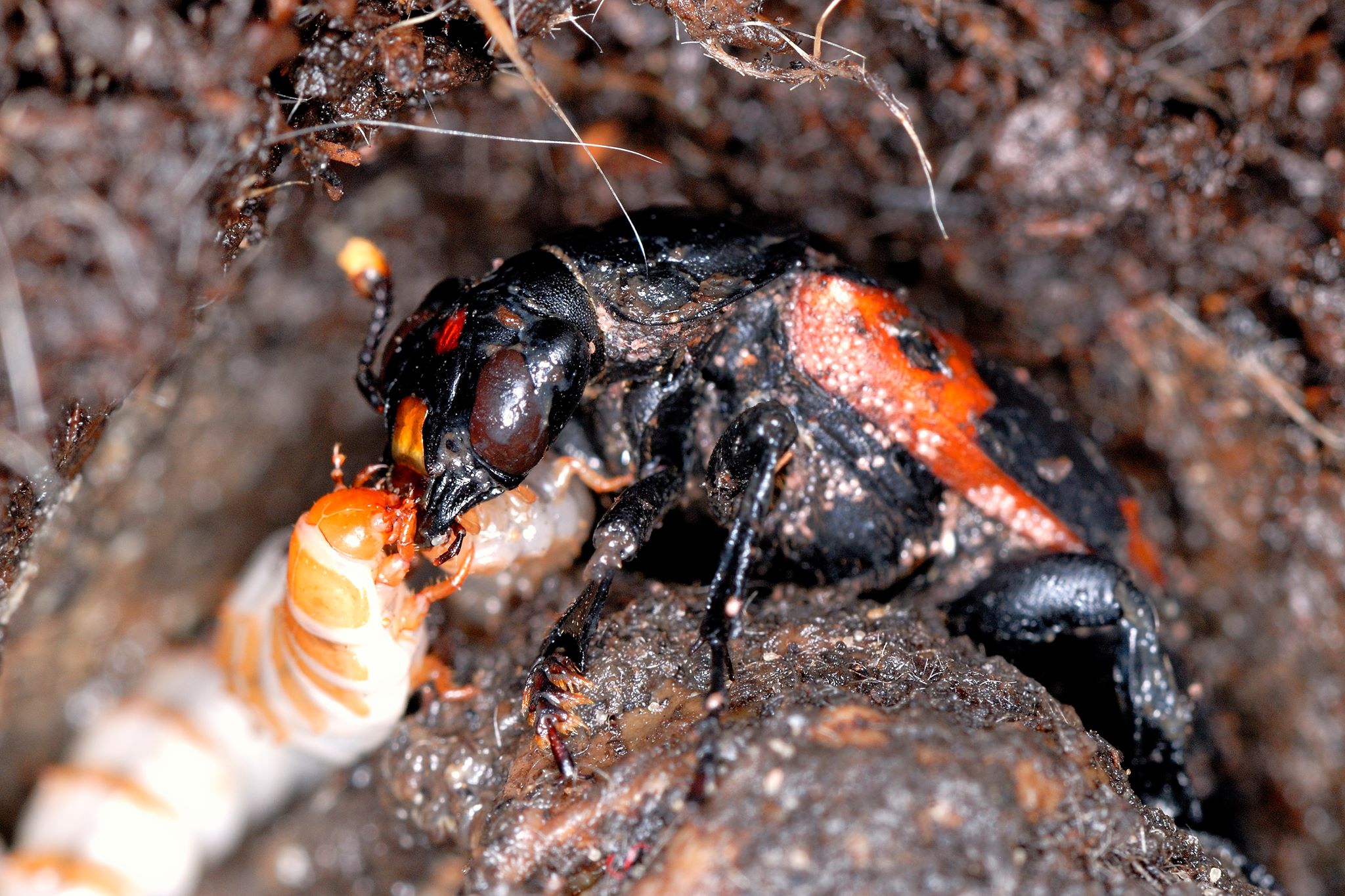 尼泊爾埋葬蟲(Nicrophorus nepalensis)正在處理小型脊椎動物屍體。埋葬蟲利用動物屍體繁殖,並透過親代與同伴間的合作完成搬運、埋藏與防腐等複雜行為,是沈聖峰研究「逆境合作」的重要模式物種。圖片來源:沈聖峰 提供