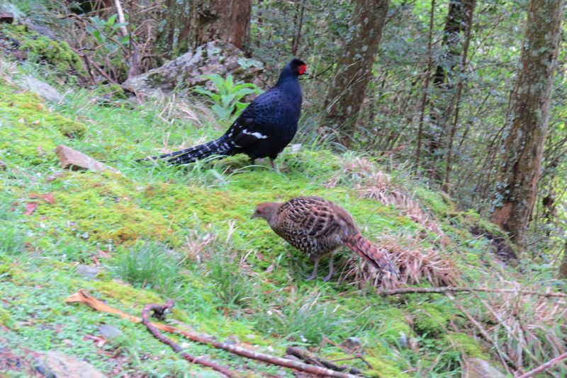 速效鳥調 大雪山賞鳥賽老少咸宜 遍賞台灣特有鳥種