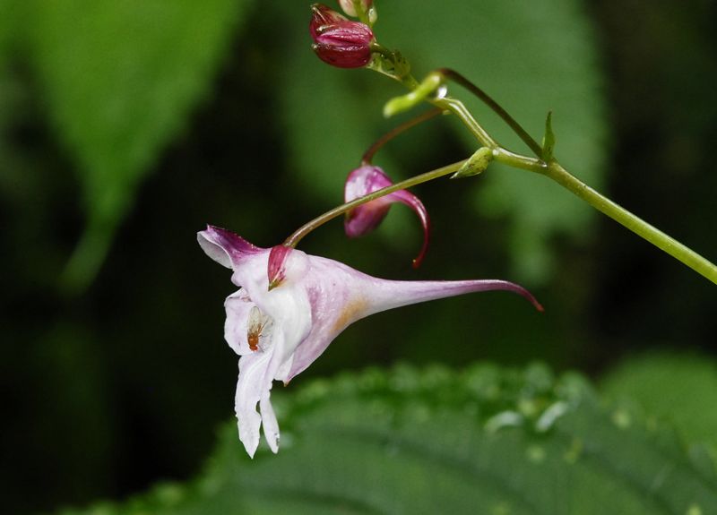 代代接力研究與守護的珍稀植物：棣慕華鳳仙花