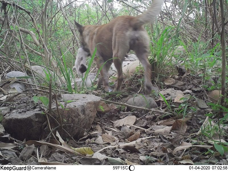 野生動物救傷原因前五名：遊蕩犬貓攻擊 野保團體倡禁餵浪浪