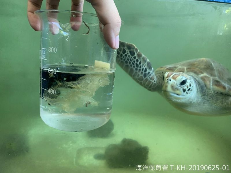 海保署公布2019鯨豚海龜擱淺報告 誤捕後主動通報有助提升存活率
