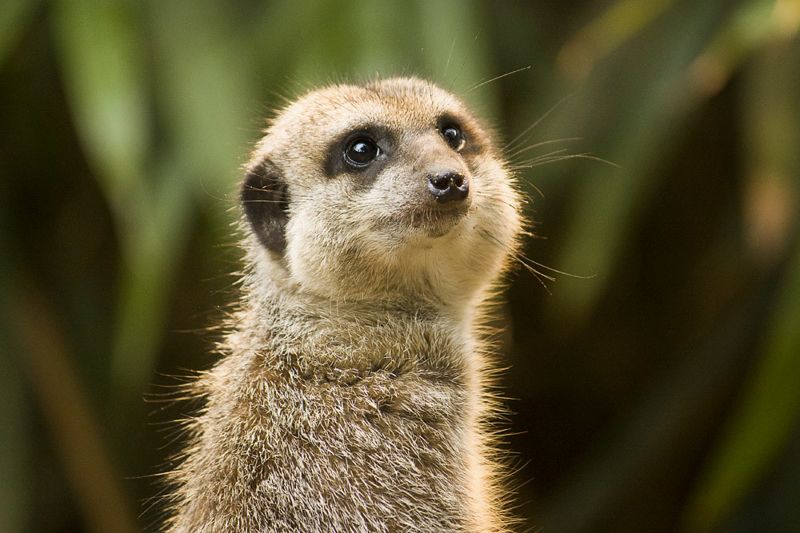 南非野生動物交易黑市 高價賣往中國的真相：淪落動物園、實驗室、肉品市場