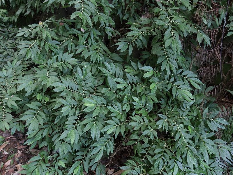 不會引起蕁麻疹的蕁麻科植物——冷清草