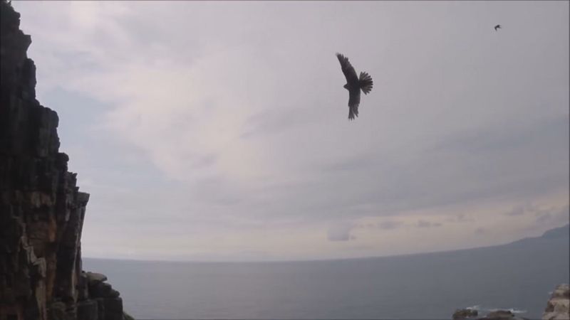 龍洞遊隼記 繁殖中請勿擾