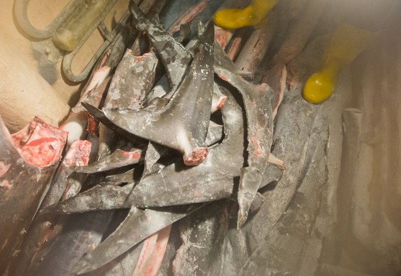 割鰭棄身、血汗海鮮還在 綠色和平台灣遠洋漁業報告 點名豐群水產籲改善
