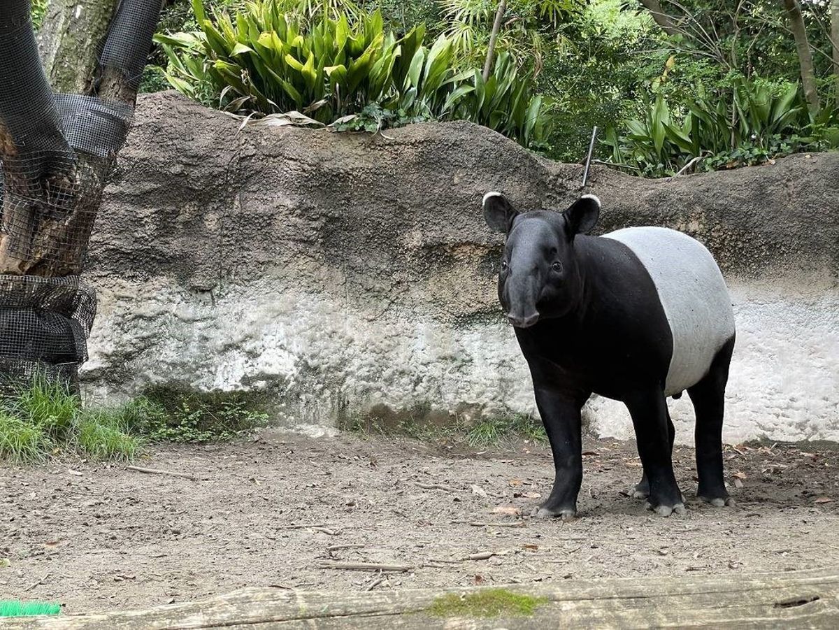 從動物園到休閒農場 展演動物的福利、管理及運輸難題