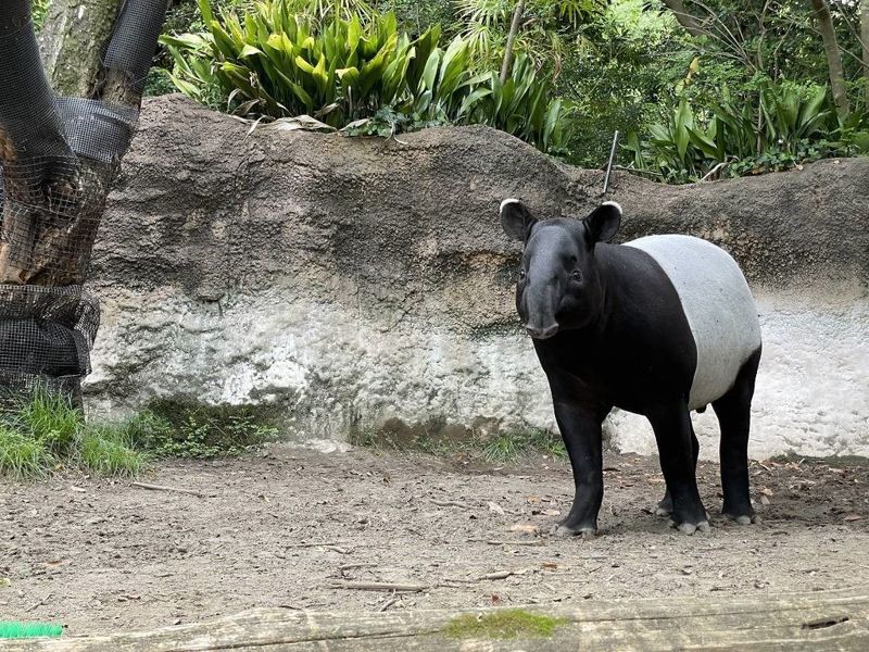 從動物園到休閒農場 展演動物的福利、管理及運輸難題