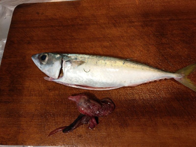 微塑膠霸佔海鮮 高中生用文蛤實驗 找出最徹底吐沙「排塑」法